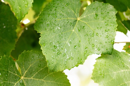 Fresh Leaves of herb covered with morning dew dropsの写真素材