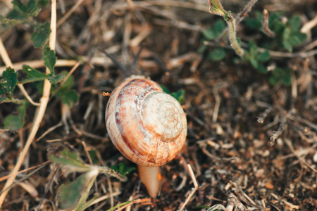 Giant Garden Snail Shell Top View, Copyspaceの写真素材