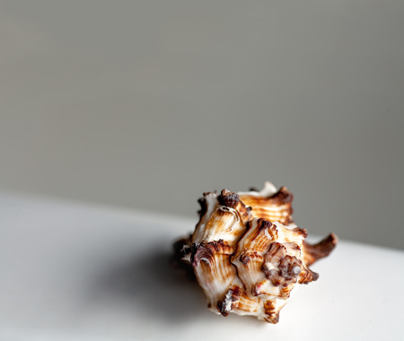 Spiral sea shell and a lot of copyspace. Good image for spa banner
