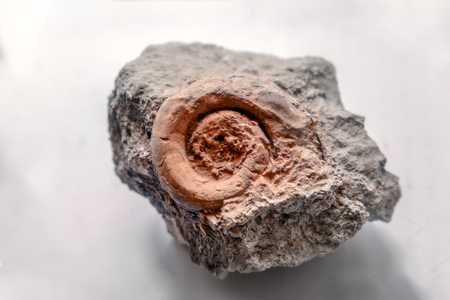 Sample of ammonite prehistoric fossil on the surface of the stone shot on gray.の写真素材