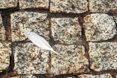 Above view of bird feather on wet stone pavement shot with copyspaceの写真素材