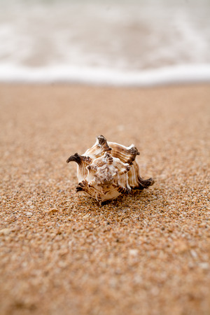 Front view of a shell against surf macro shot. Blurred backgroundの写真素材
