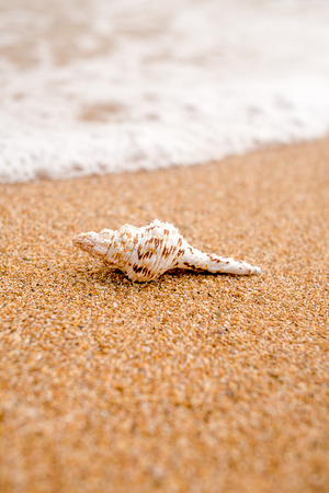 White shell on sea sandy coast macro image, blurred background and foreground, shallow dofの写真素材