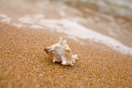 White sea shell on the sandy shore.の写真素材