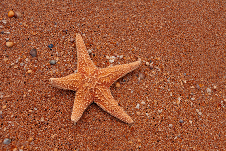 Lonely starfish lying on sand as tourist sunbathing, copy spaceの写真素材