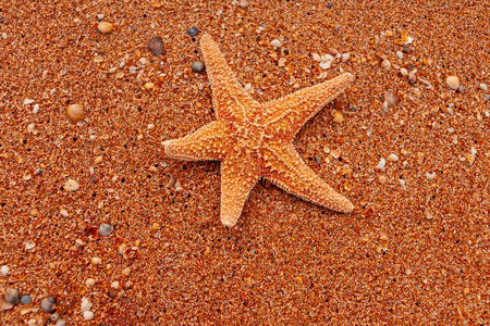Star fish on coarse sand from above viewの写真素材