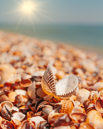 Macro shot Open seashell lying on sall shells cover in front of horizon line with bright sunの写真素材