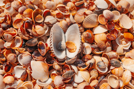 Top view of seashell with open valves on the beach