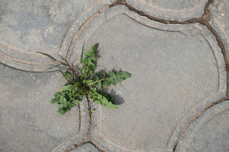 Flower in gray pavement crack view from above, nature winsの写真素材