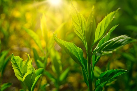 Young plant sprout in the morning with sun light, worms eye level viewの写真素材