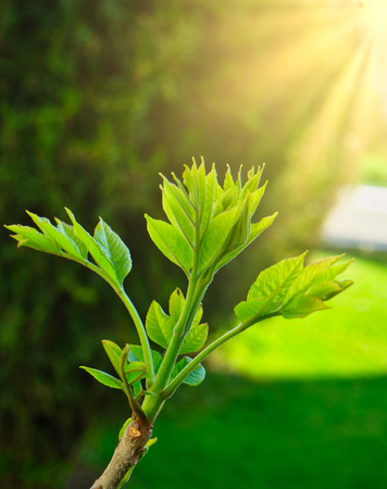Sun flares over green sprout on the top of tree branch in April. New life is coming.の写真素材