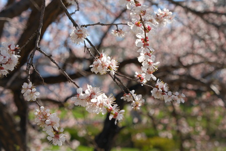 Blooming cherry tree branches close-up. Tree covered with small white and purple florets in Aprilの写真素材
