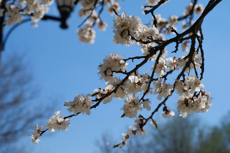 Branch of the blooming cherry in front of the blue skyの写真素材