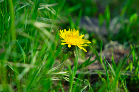 Small yellow floret of young dandelion hiding in grass in Aprilの写真素材