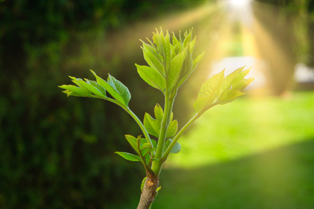Green sprouts on the branch tops in April, fresh freen leaves backlit by sunlightの写真素材