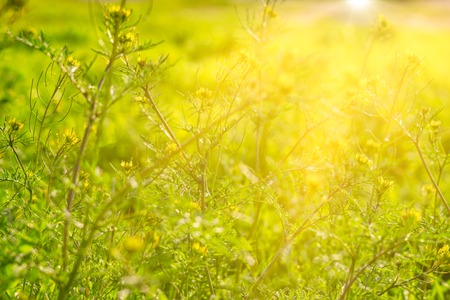 Wild green grass background with sun shining over, copyspaceの写真素材