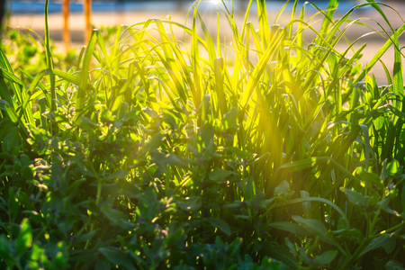 Long blades of green grass backlit by day sunの写真素材