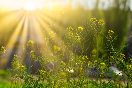 Blooming wildflowers in sunny day in light of yellow sunの写真素材