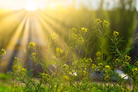 Blooming wildflowers in sunny day in light of yellow sun