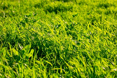 Uncut grass backlit by day sun in summer afternoonの写真素材