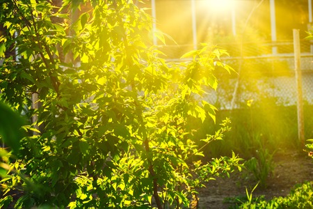 Wild bush backlit by day sun in summer afternoon wit copyspaceの写真素材