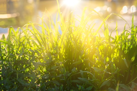 Sun flares in long blades of uncut grass in summer afternoonの写真素材