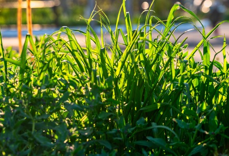 Background of long blades of uncut grass in summer afternoonの写真素材