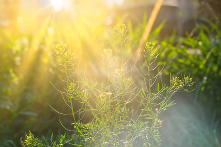 Small yellow wildflower backlit by sun in daytimeの写真素材