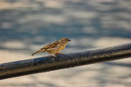 Small sparrow is sitting on railings and looking forwardimage with, a lot of copyspaceの写真素材