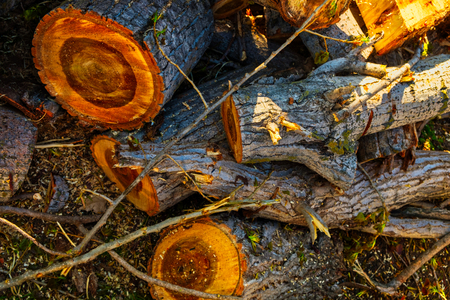 Pile Of Fresh Cut Firewood in the yard backlit.