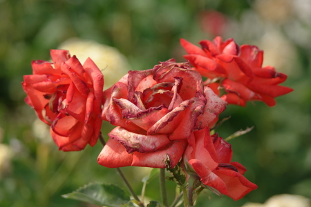 Pink fading roses in the garden closeupの写真素材