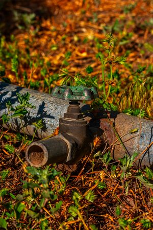 Old Rusty Pipe With Valve In The Dry Grass. Rusty Sprinkler Faucet On Dry Grass In The Garden Side Viewの写真素材
