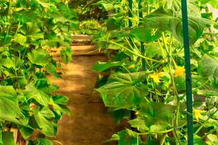 Cucumber farm greenhouse plants with pathway in the centerの写真素材