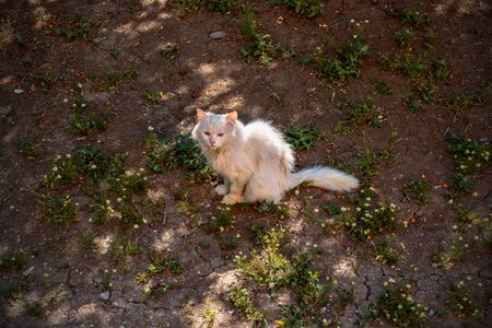 White cat on dark earth central composition. From above viewの写真素材