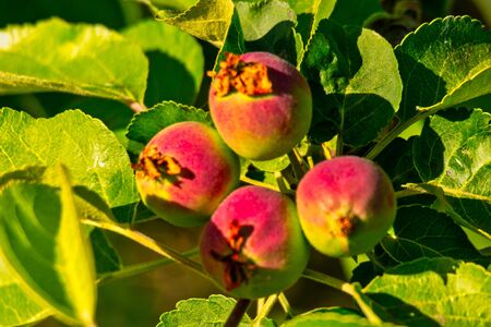 Small immature apples in the leaves of orchard tree closeupの写真素材