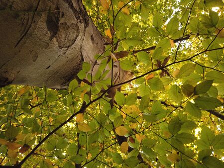 Leaves canopy Tree in forest. Green and yellow leaves of autumnal trees.の写真素材