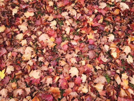 Autumnal defoliation. Cover of fallen red leaves on the earthの写真素材