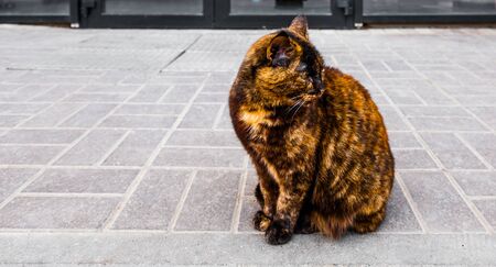 Photo A street three-color cat sitting on a pavement waiting for foodの写真素材