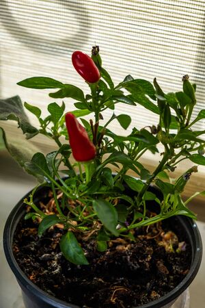 Decorative hot pepper in pot on windowsill. Capsicum annuum. Cultivation of red chili pepper on a windowsill, vegetable garden inside homeの写真素材