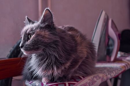 A grey cat rests on an ironing board and looking away, and in the background you can see an iron.の写真素材