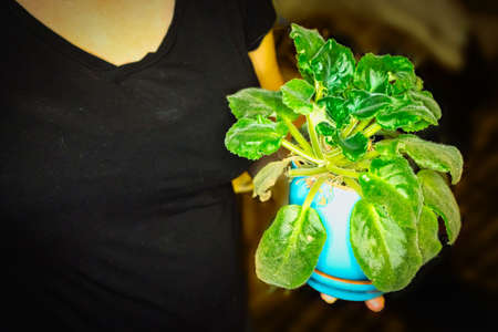 Potted violet in the hands of a lady in t-shirtの写真素材