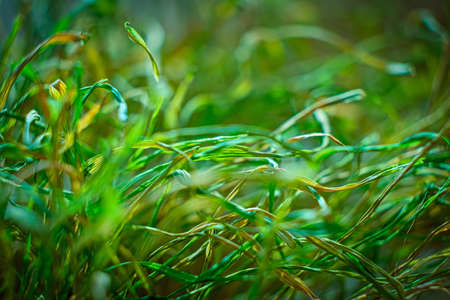 Macro of drying grass background with copyspace, shallow DOFの写真素材