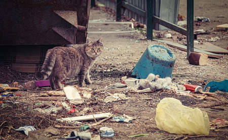 Stray cat making its way about overfilled dumpster in ghetto on the ground covered with litterの写真素材