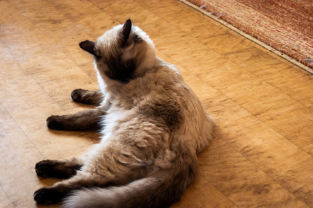 A striking blue-eyed Birman cat with sealed point markings, captured in a peaceful moment while resting on the floor.の写真素材