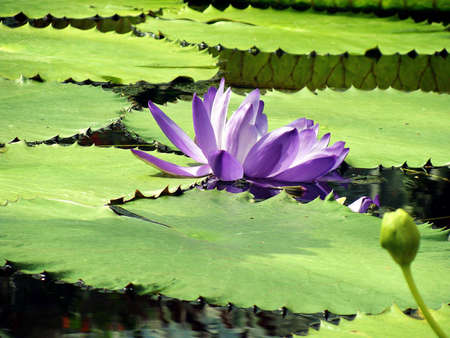 water lilyの写真素材