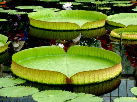 water lilyの写真素材