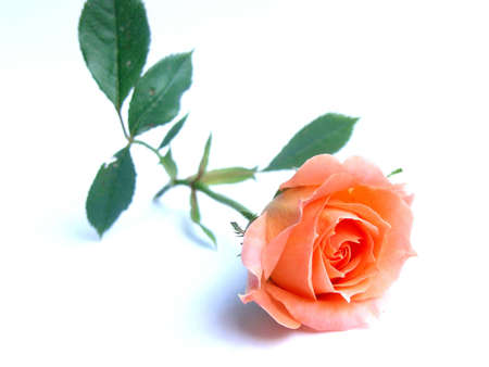 rose with white background       の写真素材