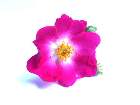 pink roseの写真素材