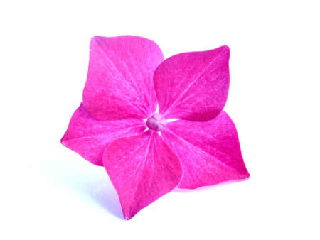  pink hydrangea          の写真素材