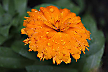 yellow flowerの写真素材